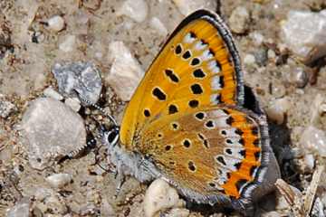 Blauschillernder Feuerfalter