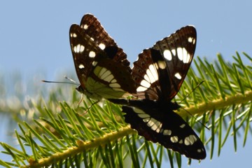 Blauschwarzer Eisvogel