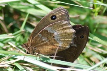 Blauäugiger Waldportier