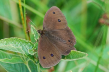 Blauäugiger Waldportier