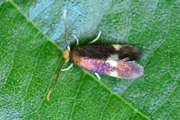 Bohemannia quadrimaculella
