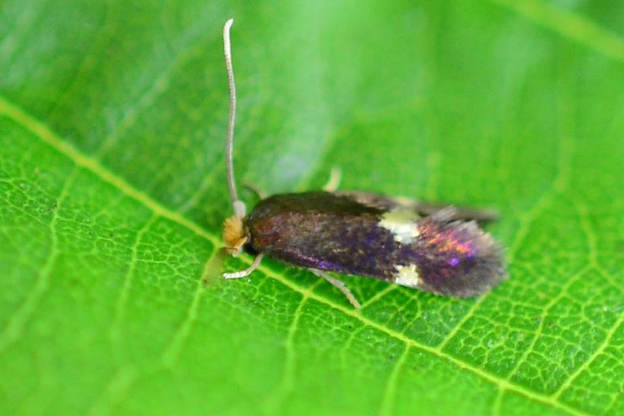 Bohemannia quadrimaculella