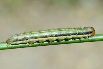 Bräunlichgelbe Grasbüscheleule