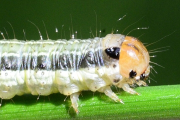 Bräunlichgelbe Grasbüscheleule