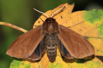 Brauner Bär