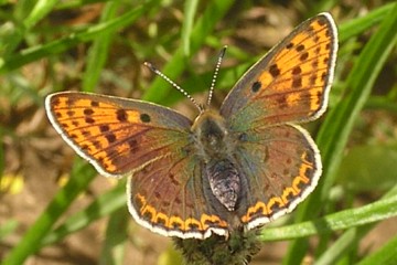 Brauner Feuerfalter