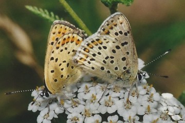 Brauner Feuerfalter