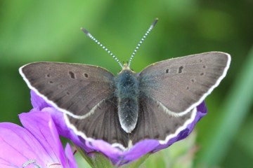 Brauner Feuerfalter