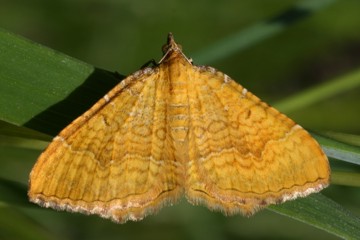 Ockergelber Blattspanner