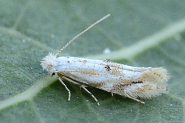 Bucculatrix bechsteinella