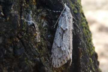 Buchenmotte