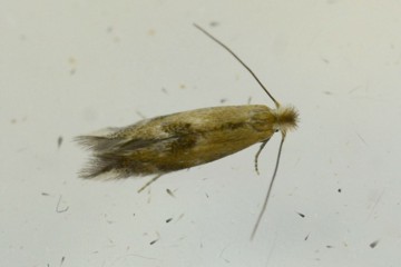 Bucculatrix noltei