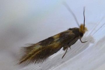 Bucculatrix thoracella