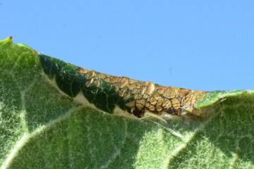 Callisto denticulella