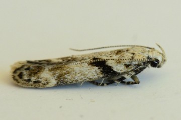 Caryocolum blandella