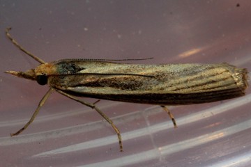 Catoptria combinella