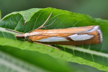 Catoptria conchella