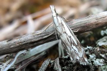 Catoptria falsella