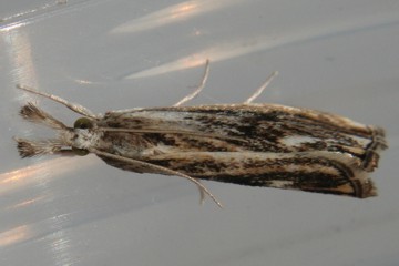 Catoptria verellus