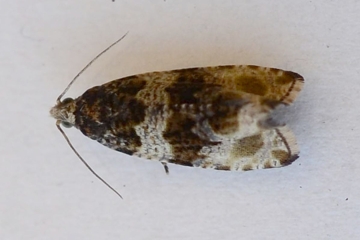 Celypha cespitana