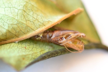 Celypha cespitana