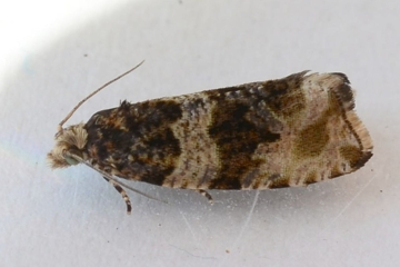 Celypha cespitana