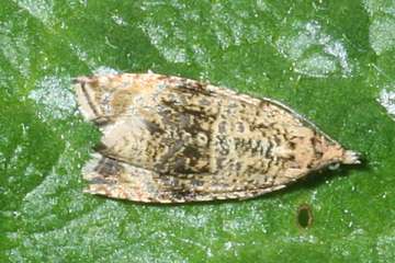 Celypha lacunana