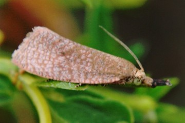 Celypha rufana