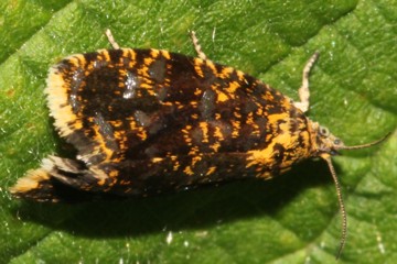 Celypha siderana