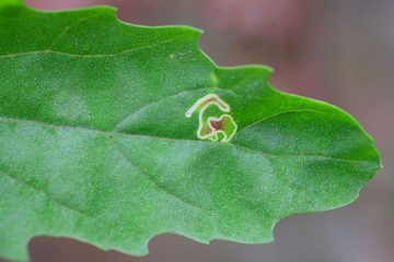 Chrysoesthia drurella