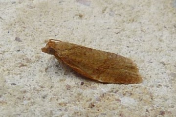 Clepsis consimilana