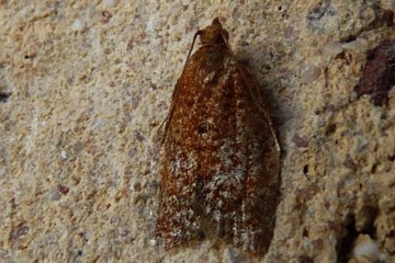 Clepsis consimilana