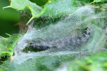 Cnephasia stephensiana