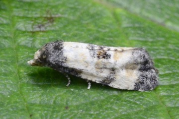 Cochylis dubitana