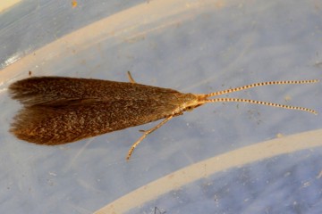 Coleophora prunifolia