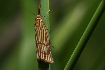 Chrysocramboides craterella