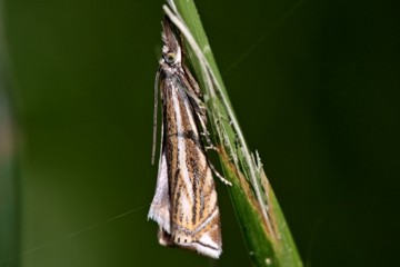 Crambus lathoniellus