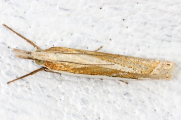 Crambus pascuella