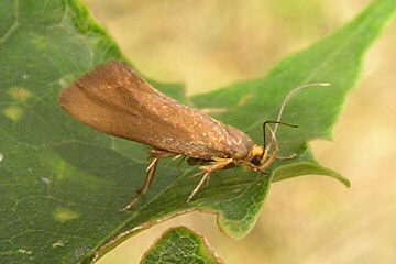 Crassa unitella