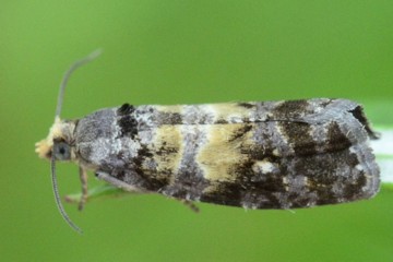 Cymolomia hartigiana