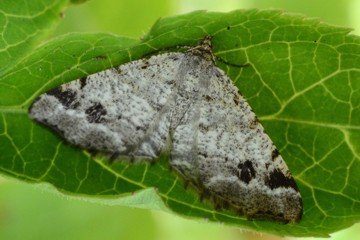 Braungrauer Eckflügelspanner