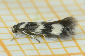 Elachista bifasciella