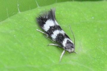 Elachista bifasciella