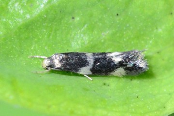 Elachista apicipunctella