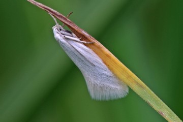 Elachista argentella