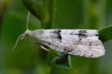 Epinotia bilunana