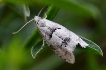 Epinotia bilunana