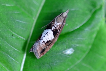 Epinotia brunnichana