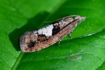 Epinotia brunnichana