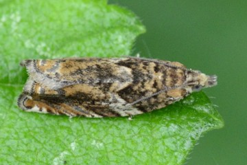 Epinotia abbreviana